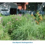 raingarden